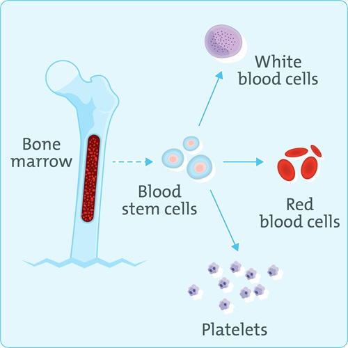 Bone marrow and blood cell formation