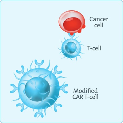cell development diagram